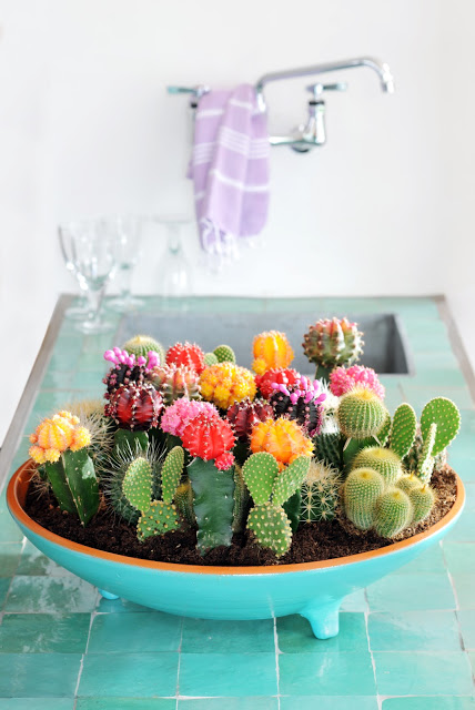 H-Corp-Comm-Pers--Persberichten-PERSBERICHTEN-2012-Woonplant-vd-Maand-2012-juni-06-Cactus08_bc3dc8ab