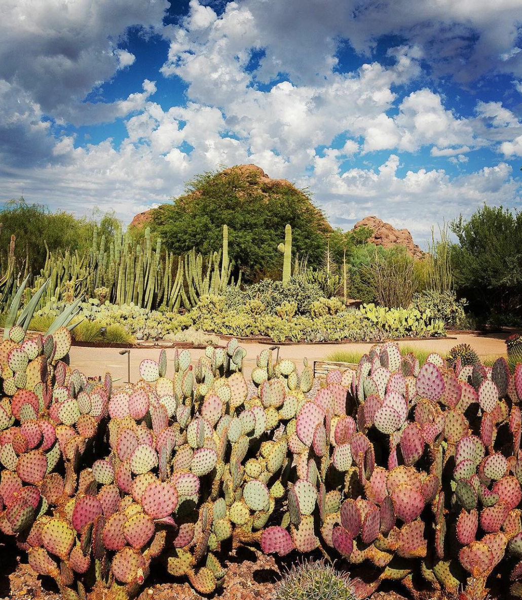 Phoenix, Arizona Travel Guide: Desert Botanical Garden Phoenix AZ