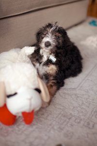 New Puppy Advice