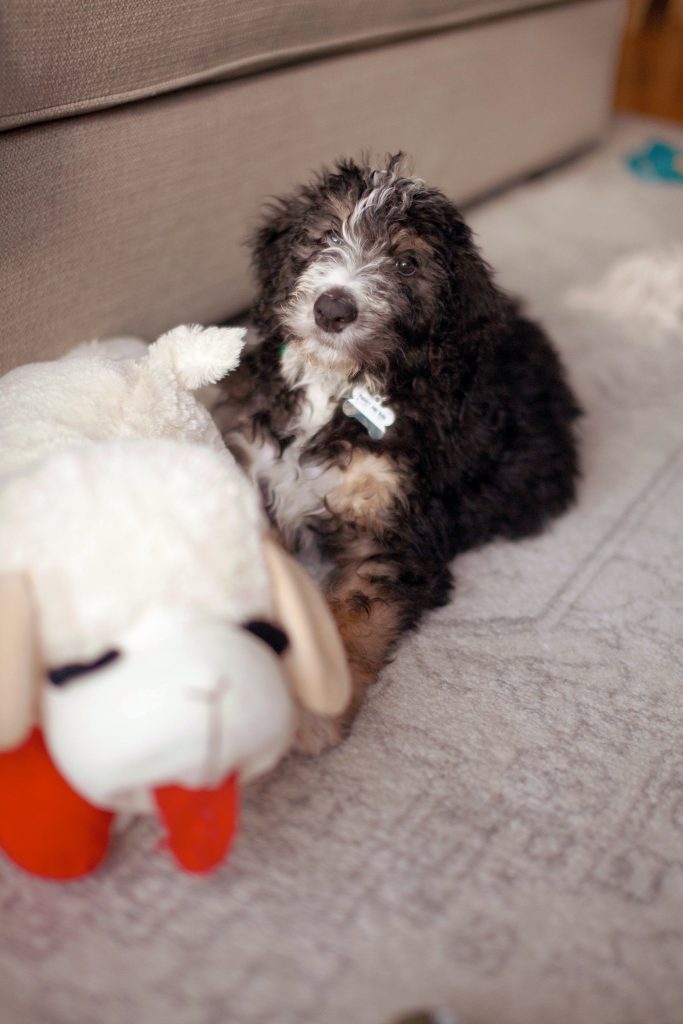 New Puppy Advice