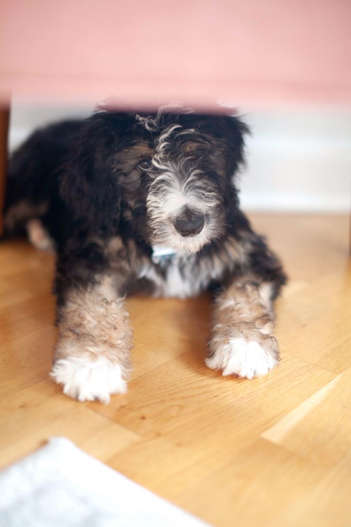 New Puppy Advice