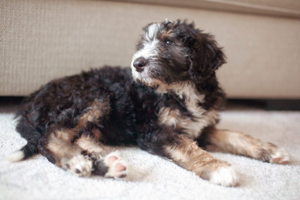 New Puppy Advice