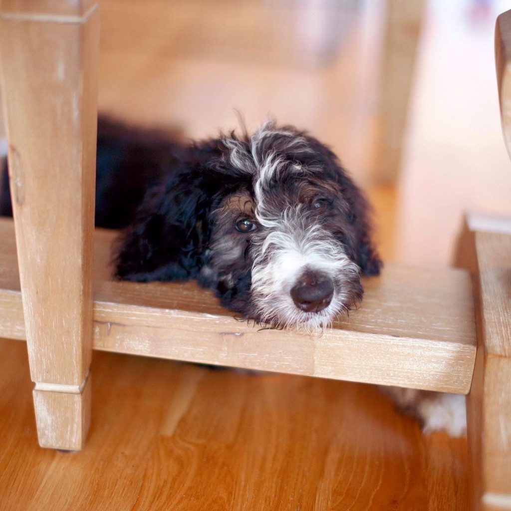 New Puppy Advice