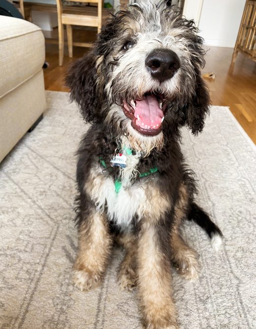 Bernedoodle Puppy Tips