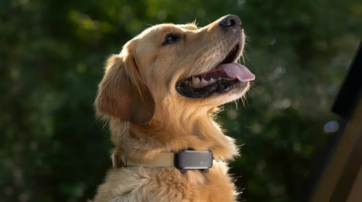 GPS Smart Dog Collar