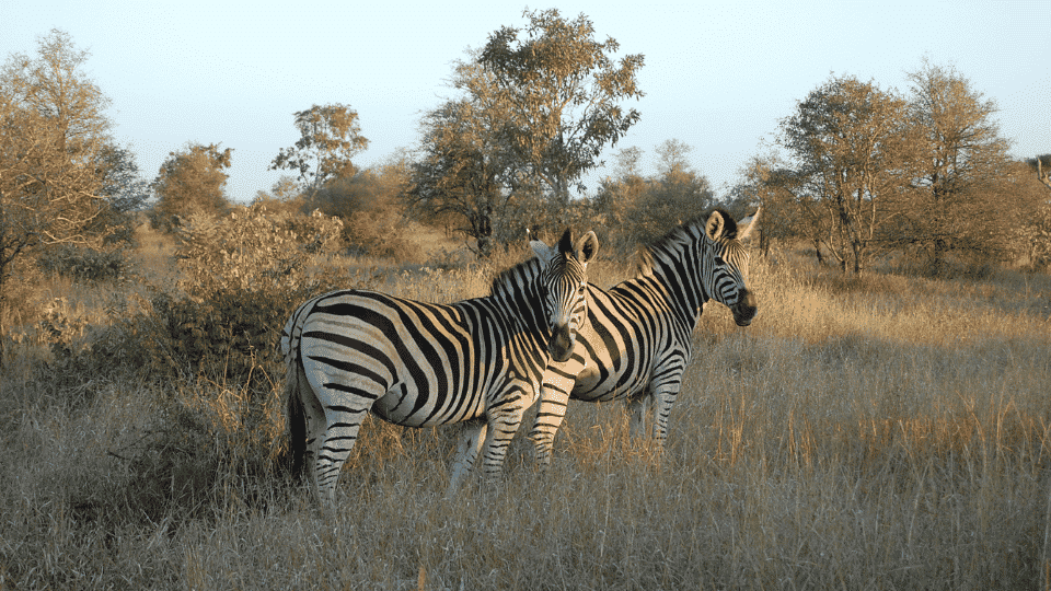 African wildlife roaming across open savanna scenery in Kruger National Park, South Africa.